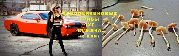 индика Алзамай