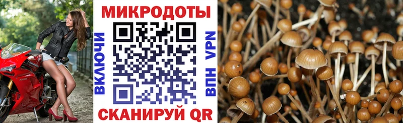 Галлюциногенные грибы Psilocybine cubensis  Темрюк 